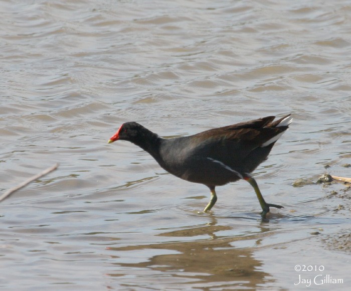 Common Gallinule - Jay Gilliam