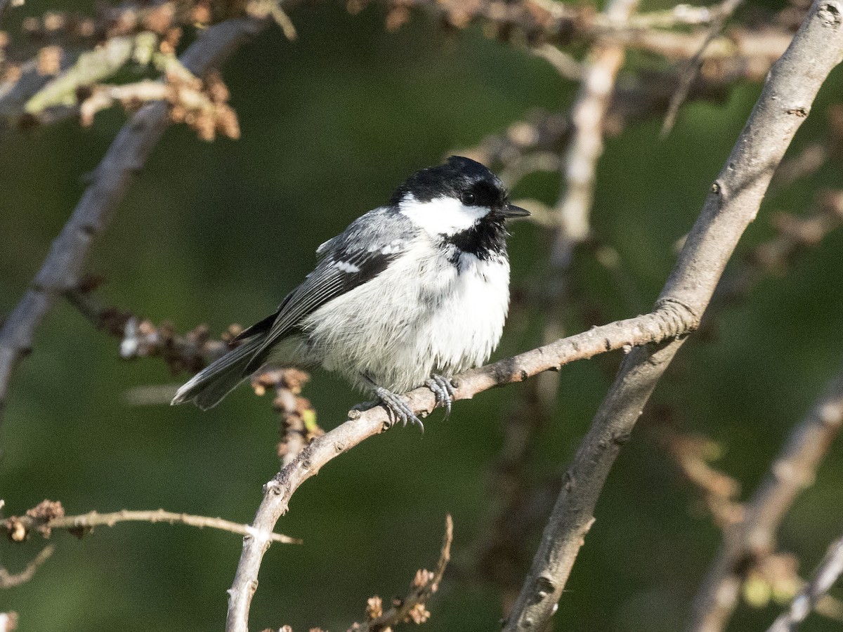 Coal Tit - ML167216061