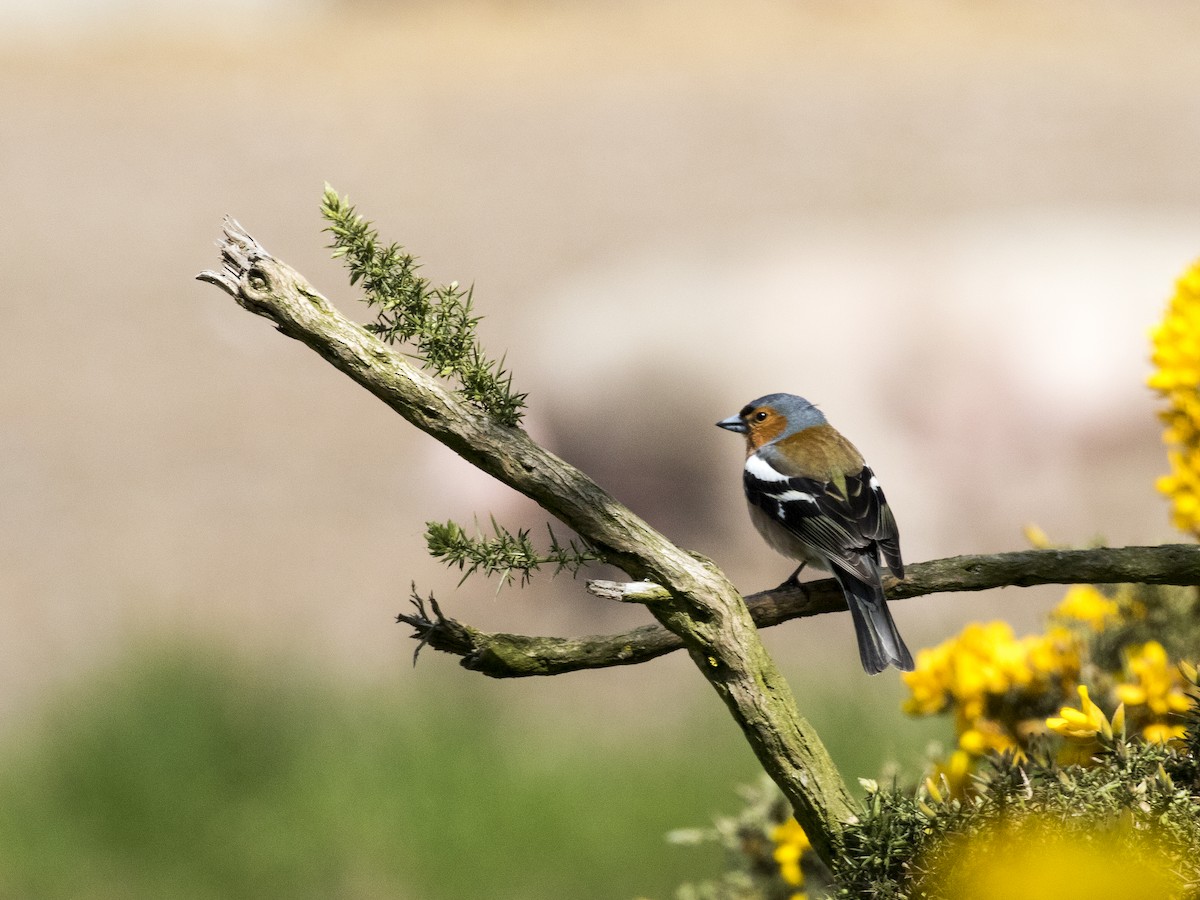 Common Chaffinch - ML167216191