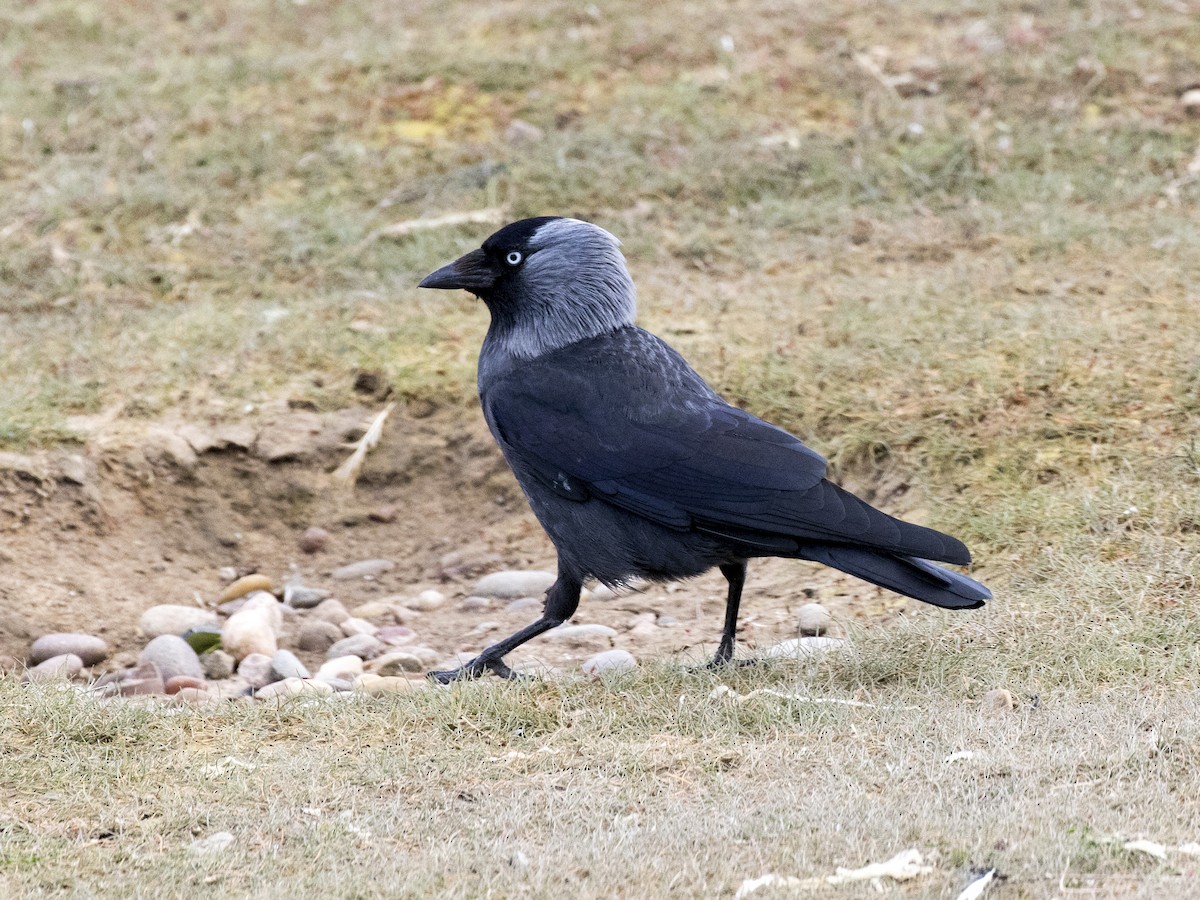 Eurasian Jackdaw - ML167216211