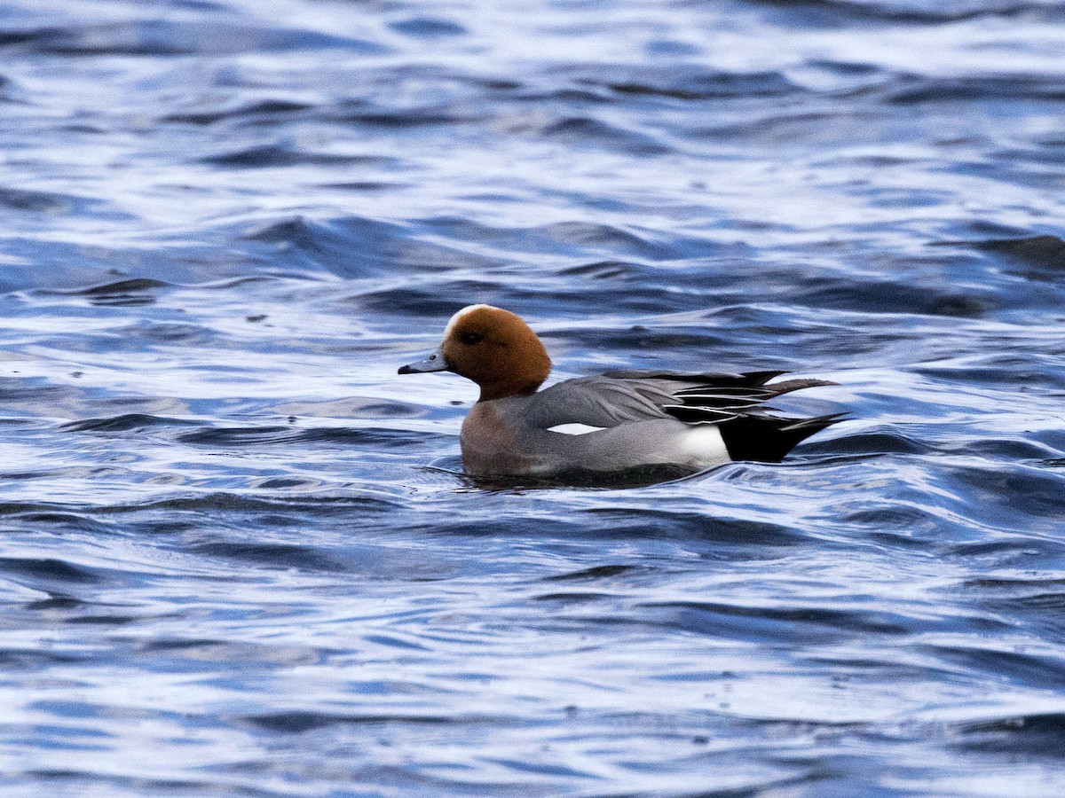 Eurasian Wigeon - ML167216261