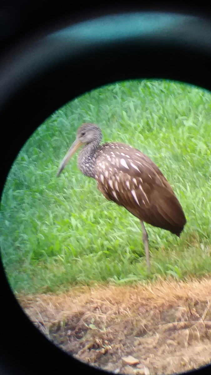 Limpkin - ML167217971