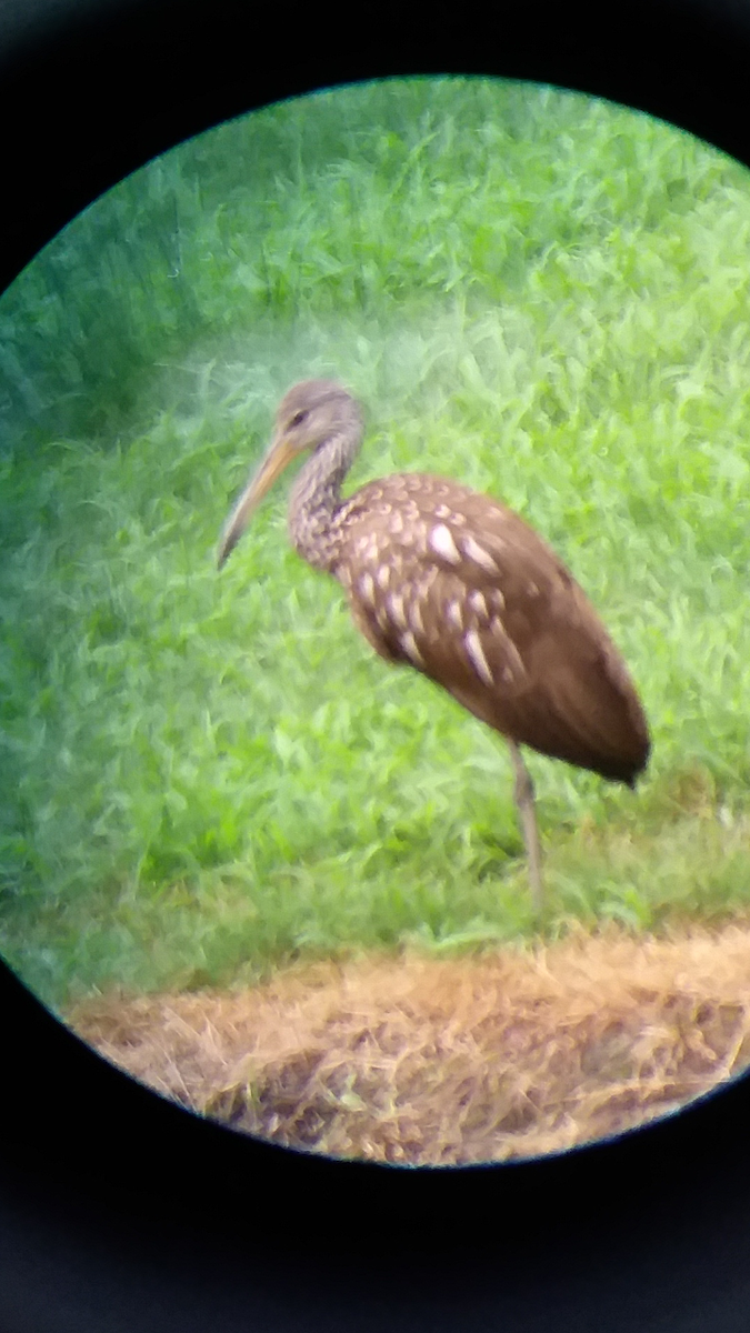 Limpkin - ML167218031