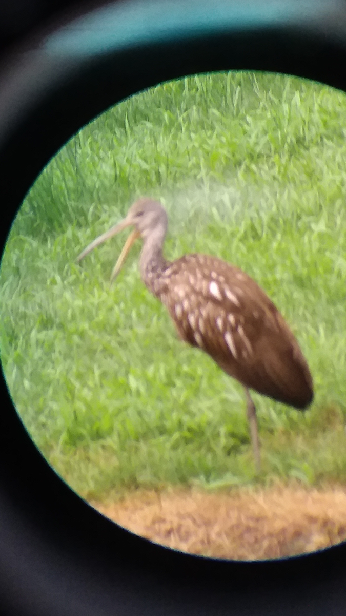 Limpkin - ML167218061