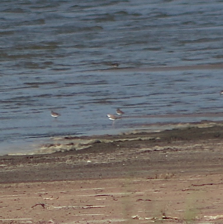 Collared Plover - ML167219401