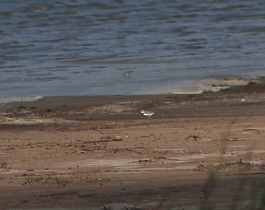 Collared Plover - ML167219411