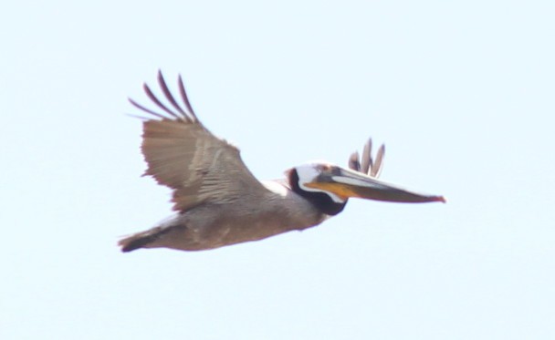 Brown Pelican - ML167221331