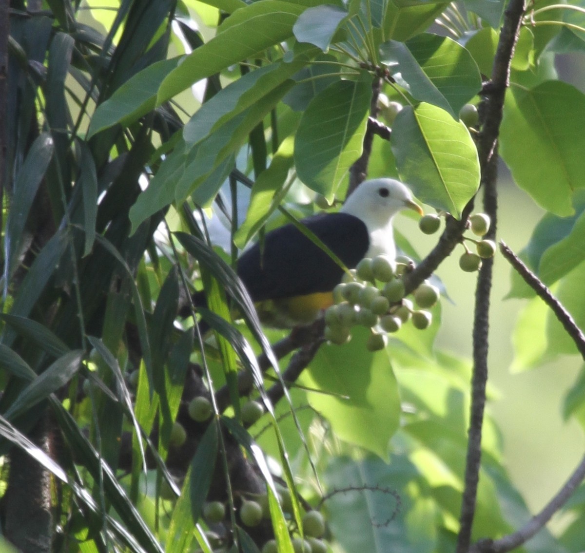 Black-backed Fruit-Dove - ML167222481