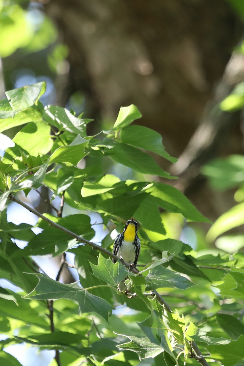 Yellow-throated Warbler - ML167222691