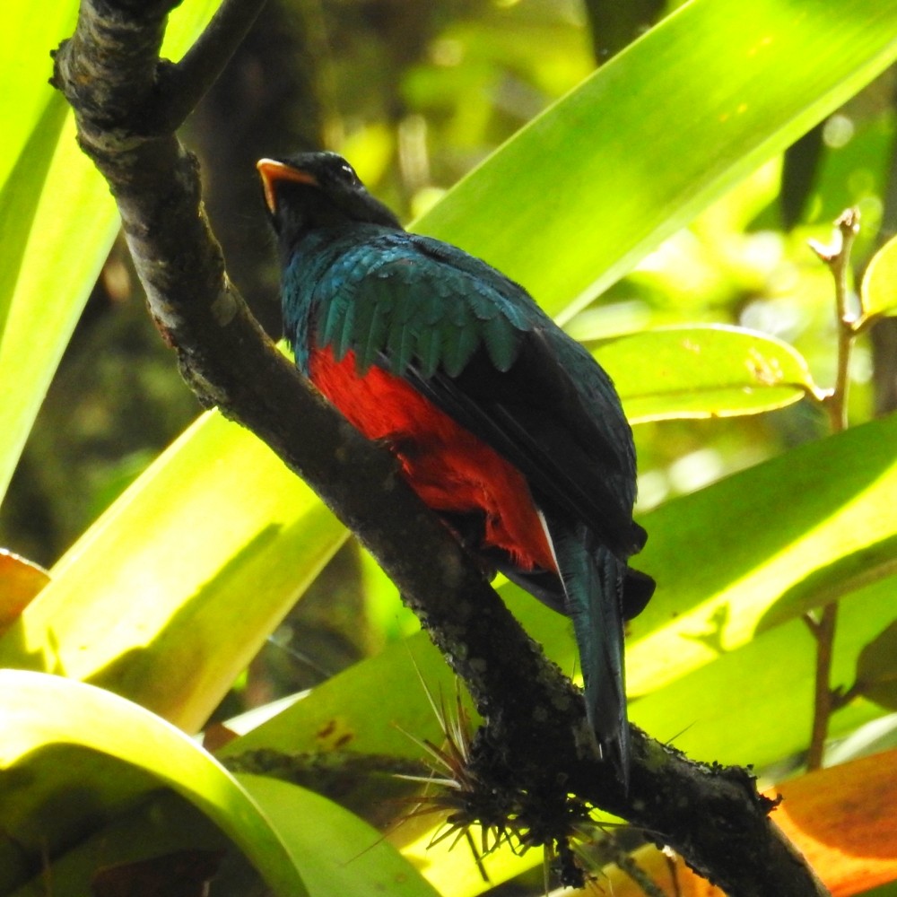 Quetzal Fúlgido - ML167222751