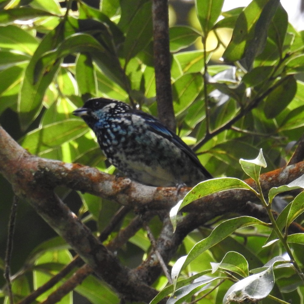 Beryl-spangled Tanager - ML167224261