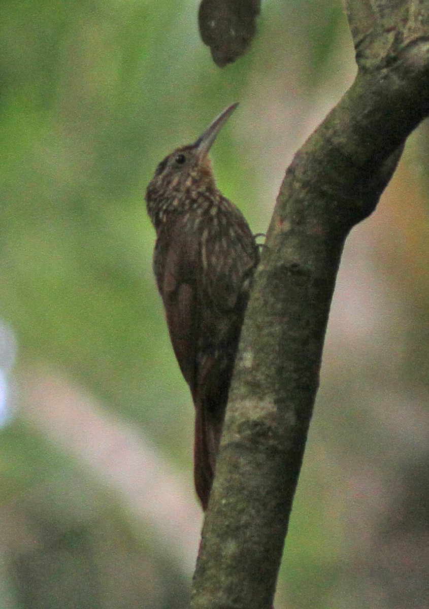 Ivory-billed Woodcreeper - ML167224281