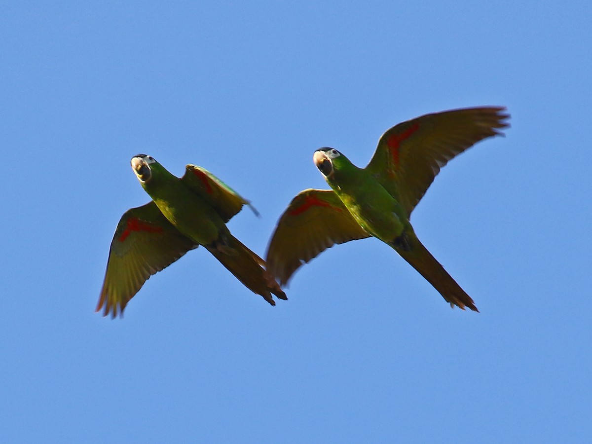 Red-shouldered Macaw - ML167224581