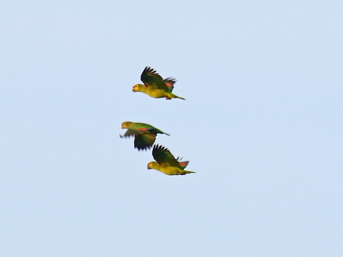 Turquoise-fronted Parrot - ML167224651