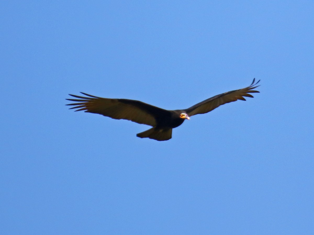 Lesser Yellow-headed Vulture - ML167225071