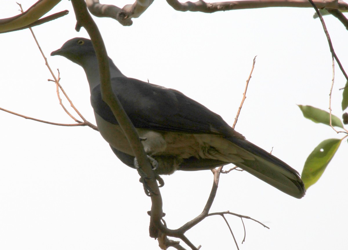 Timor Imperial-Pigeon - ML167225971