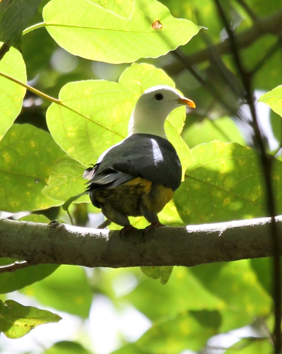 Black-backed Fruit-Dove - ML167226101