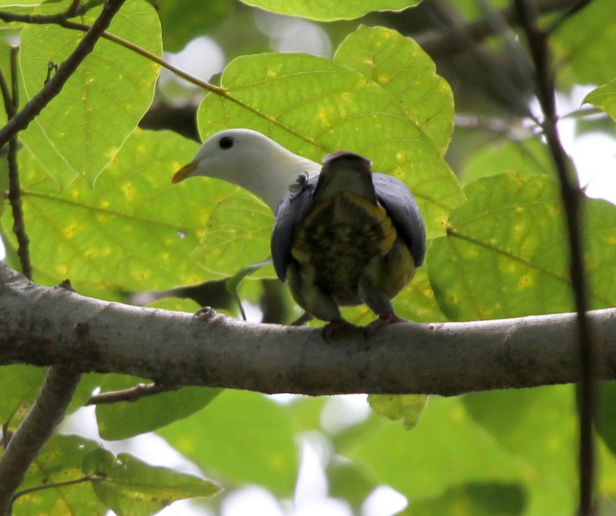 Black-backed Fruit-Dove - ML167226121