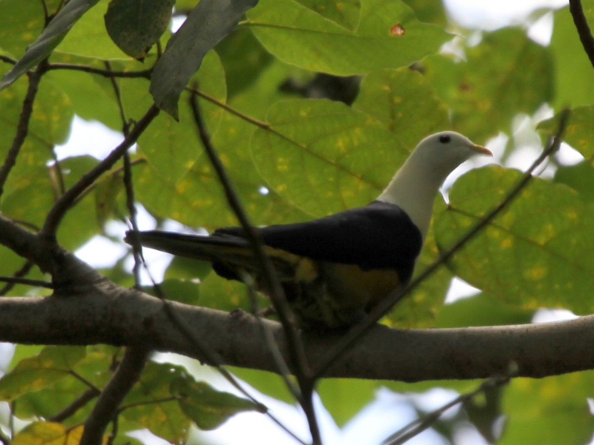 Black-backed Fruit-Dove - ML167226131