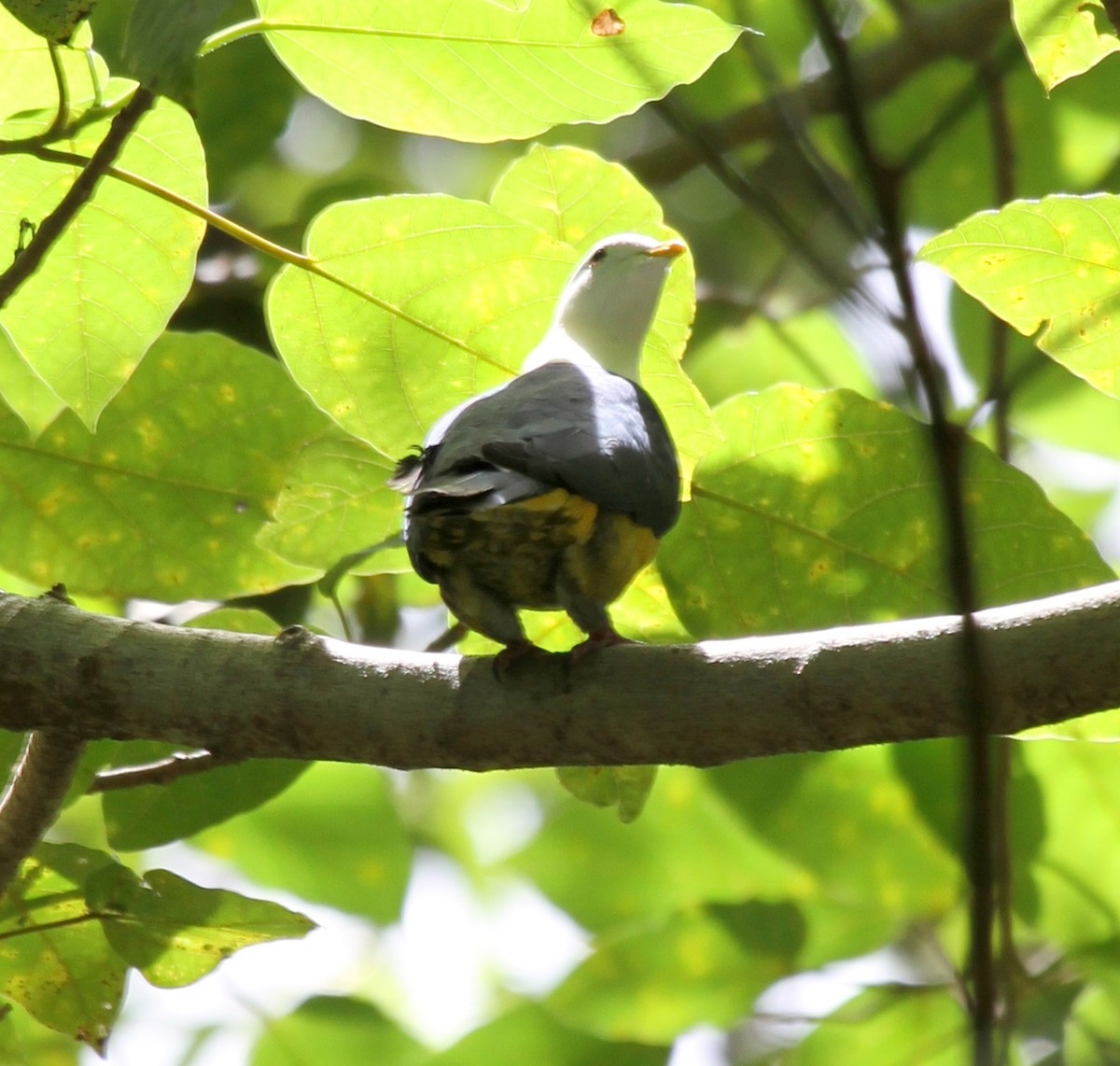 holub černohřbetý - ML167226141