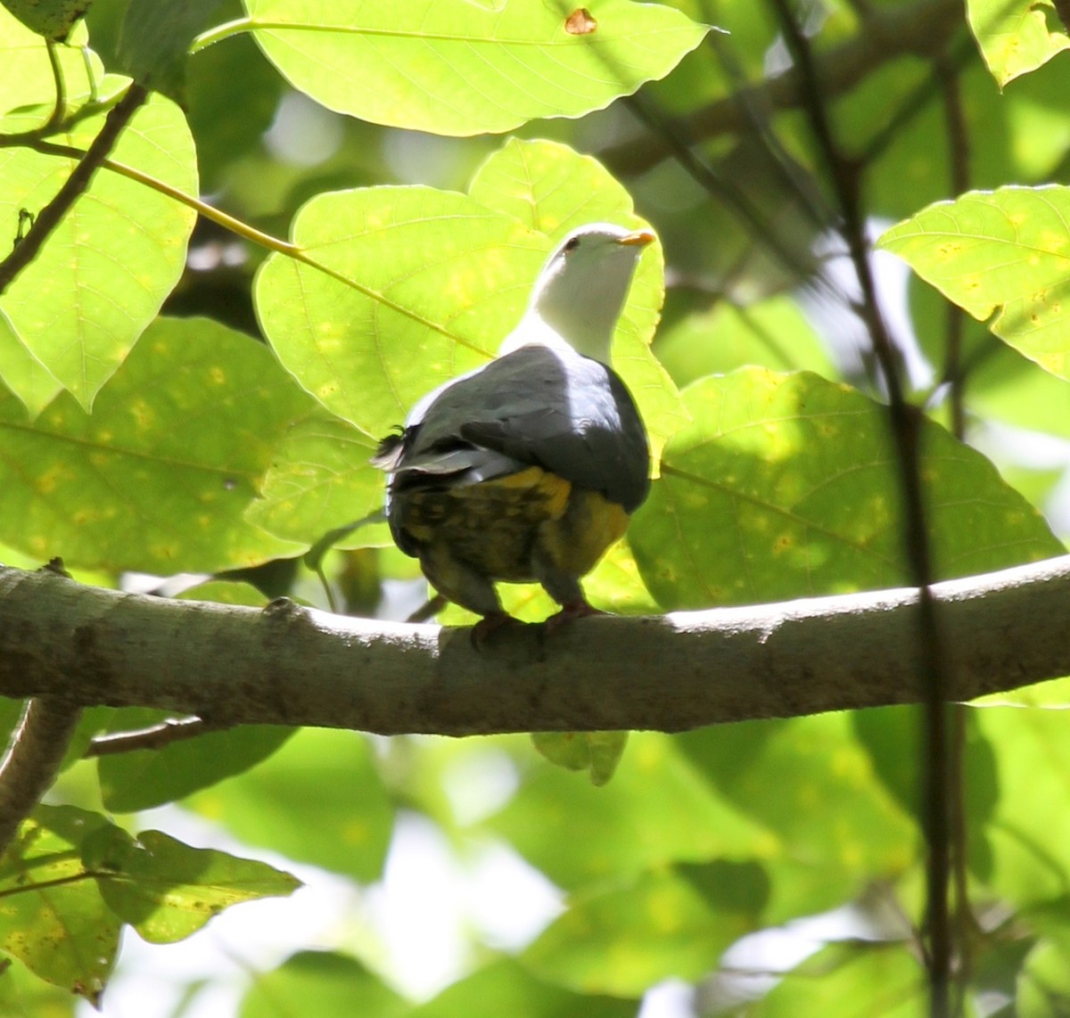 Black-backed Fruit-Dove - ML167226141