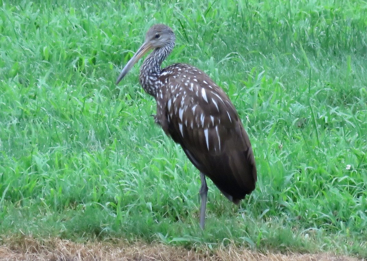 Limpkin - ML167227401