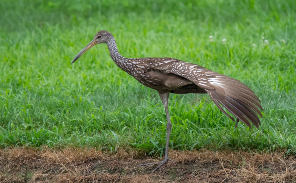 Limpkin - ML167227511