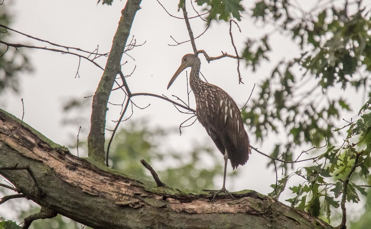 Limpkin - Ed Wransky