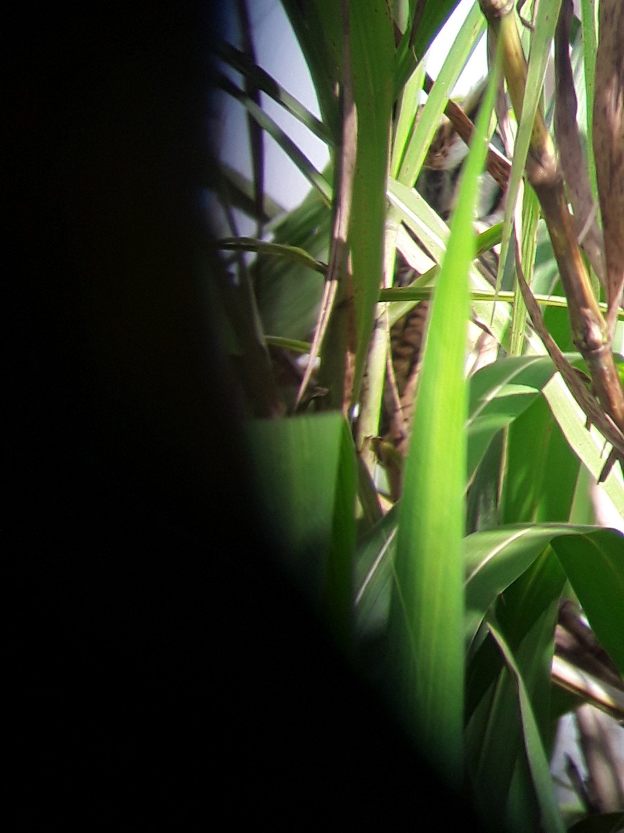 Striped Owl - ML167227541