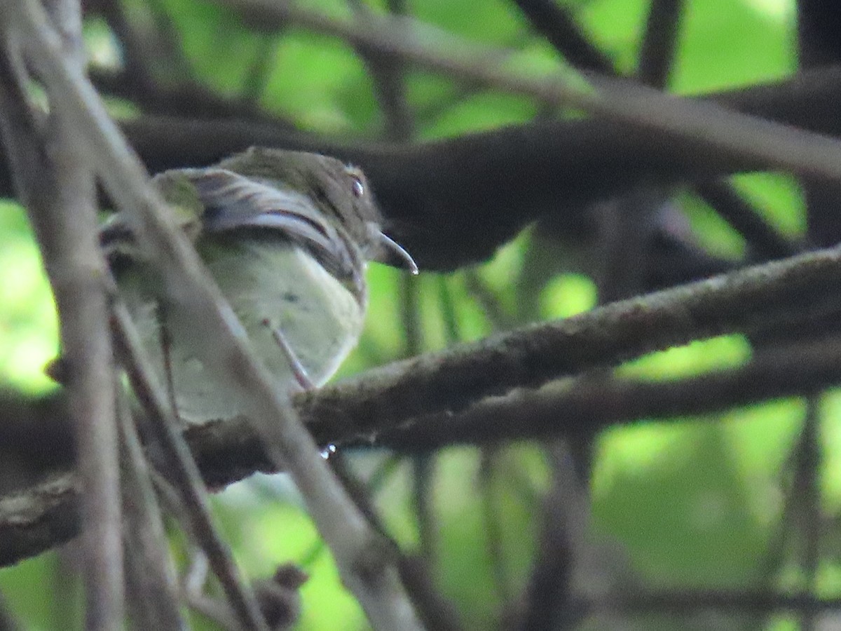 Helmeted Pygmy-Tyrant - Juan Pablo Arboleda