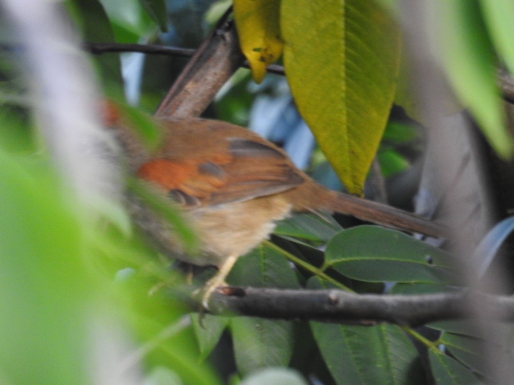Pale-breasted Spinetail - ML167228211