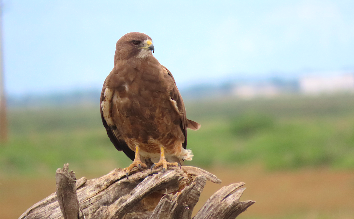 Swainson's Hawk - ML167228941