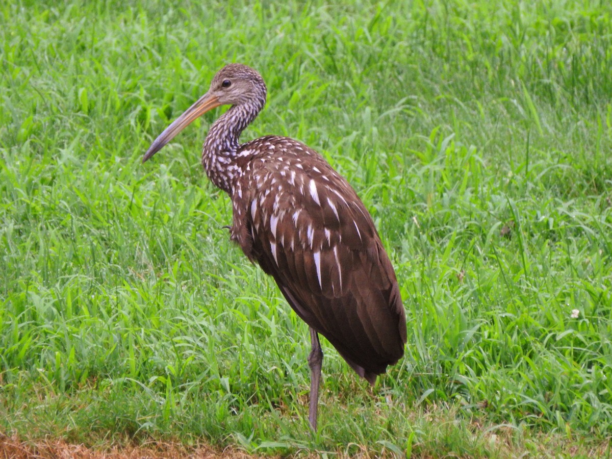 Limpkin - ML167229111