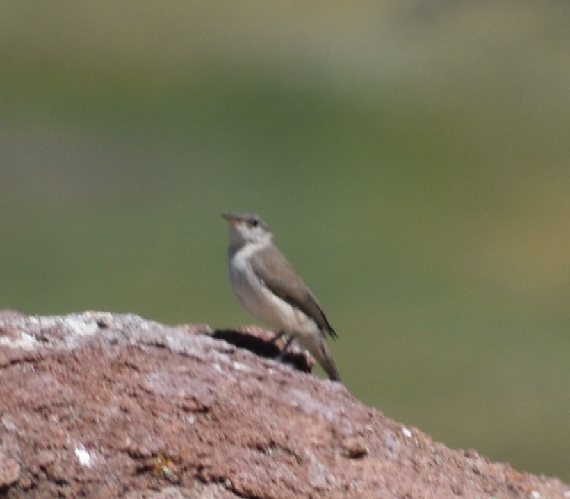 Rock Wren - ML167229971