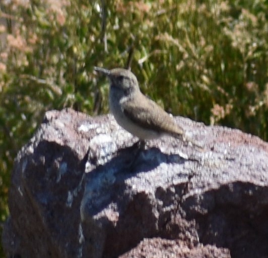 Rock Wren - ML167230061