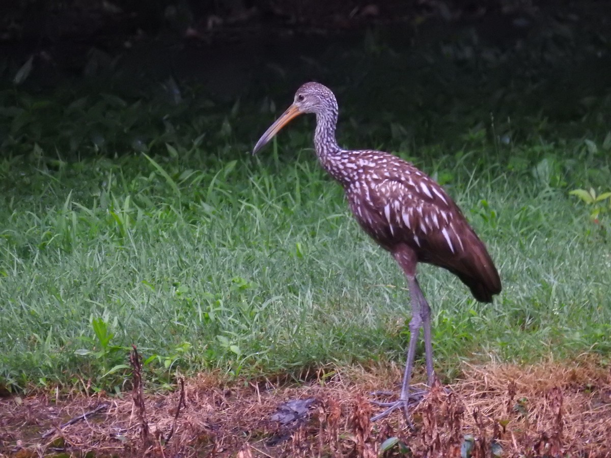 Limpkin - Ben Meredyk