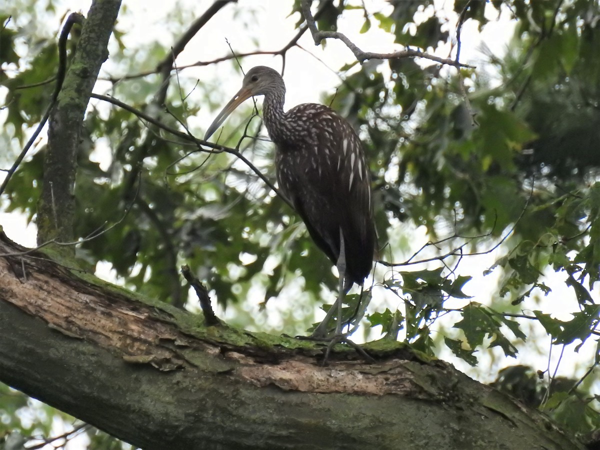 Limpkin - ML167230441