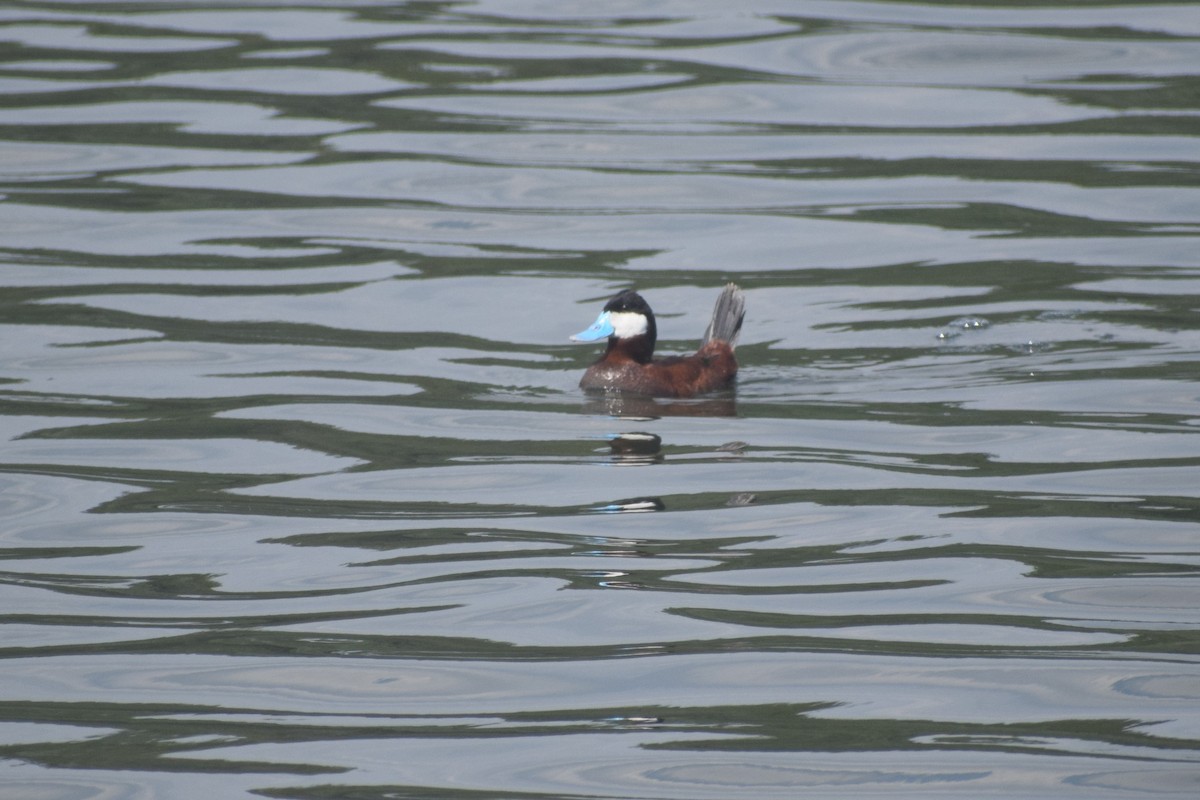 Ruddy Duck - ML167230571