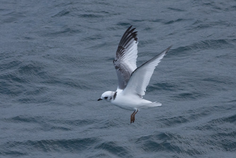 Red-legged Kittiwake - ML167230611