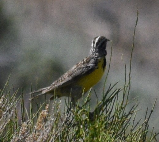 Western Meadowlark - ML167230761