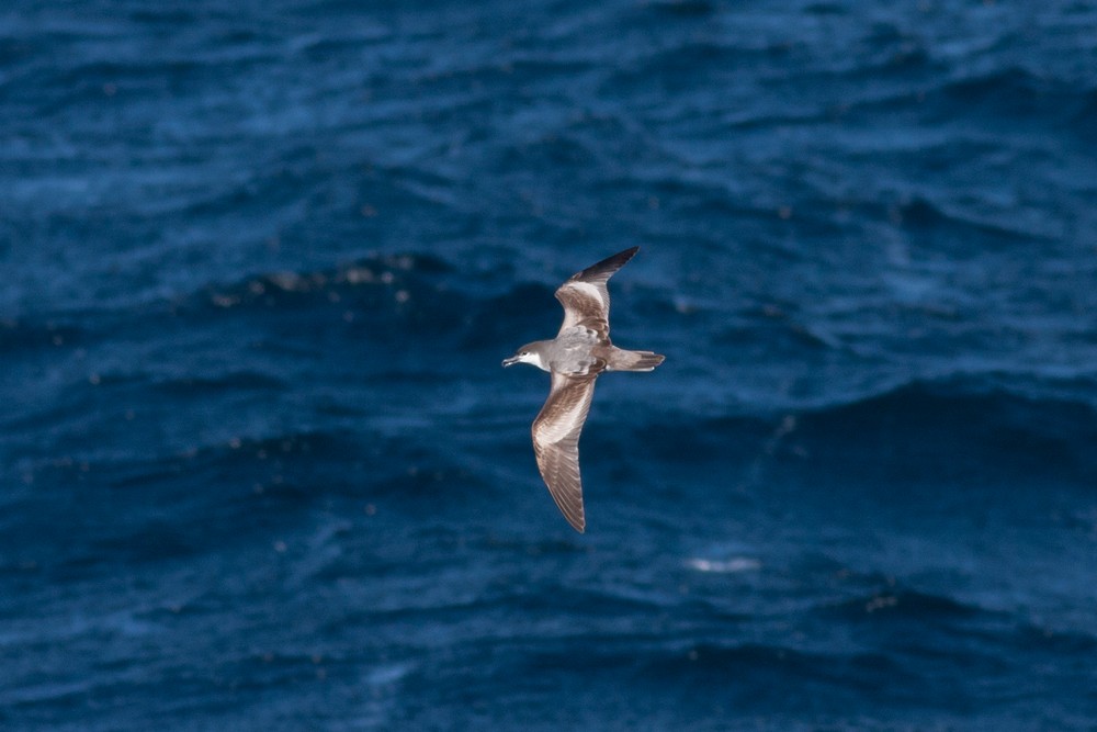 Buller's Shearwater - ML167230771