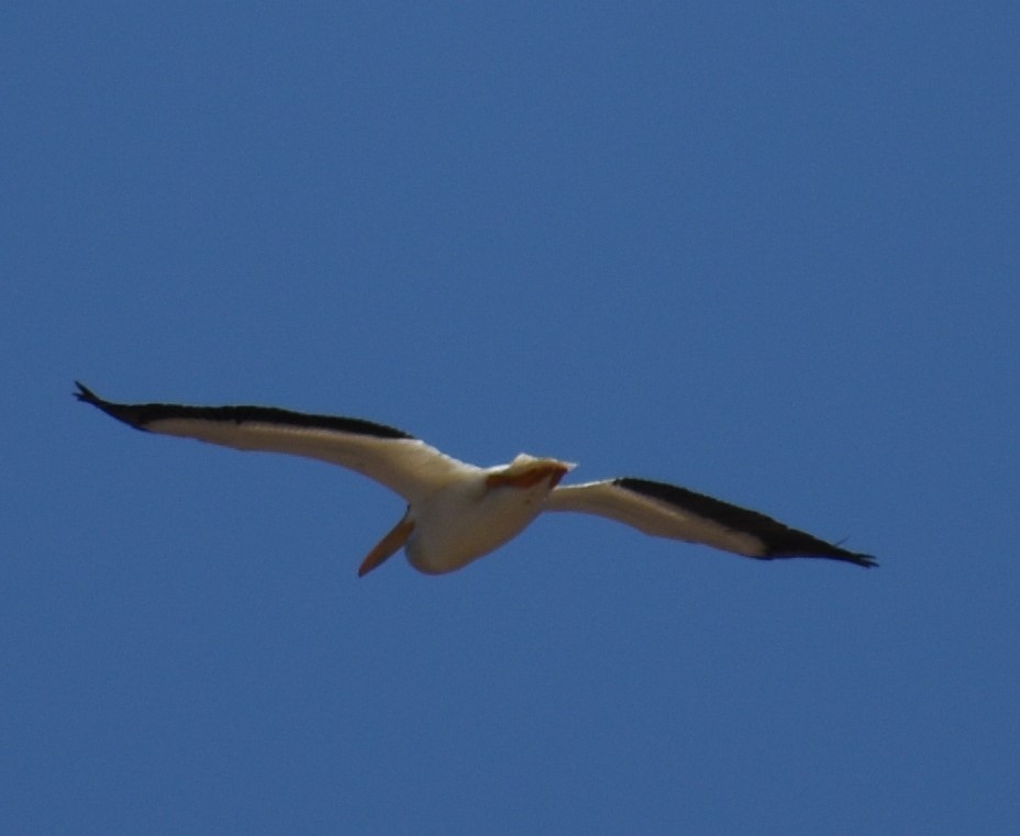 American White Pelican - ML167230861