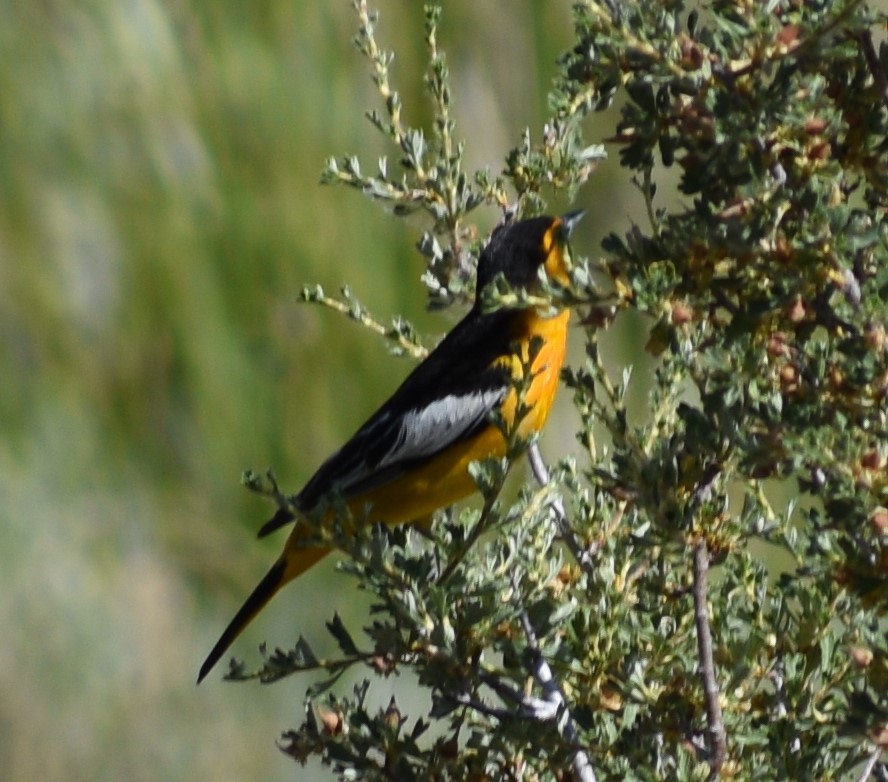 Bullock's Oriole - ML167230941