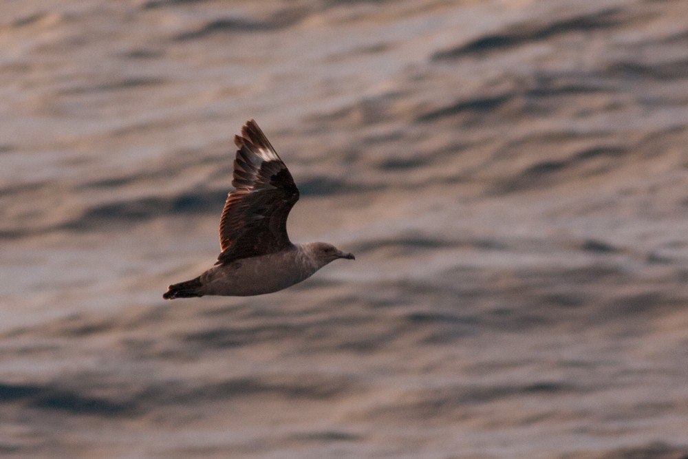 South Polar Skua - ML167230961