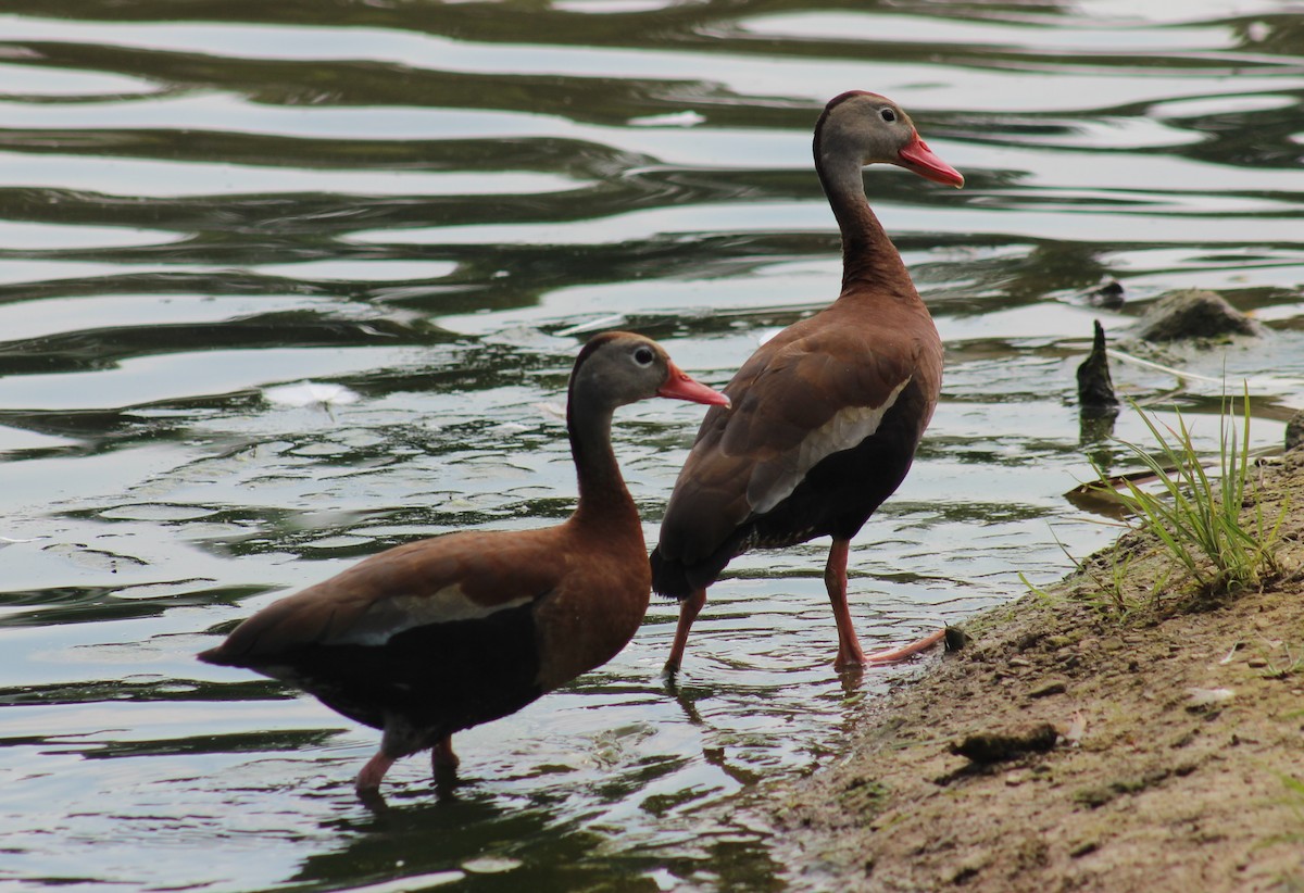 Dendrocygne à ventre noir - ML167231341