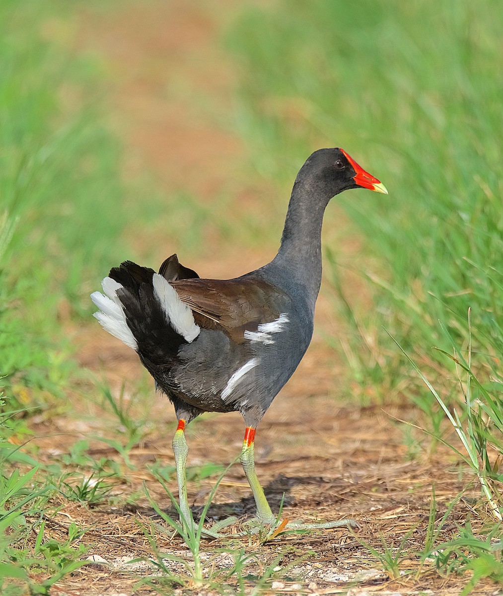 Common Gallinule - ML167231391