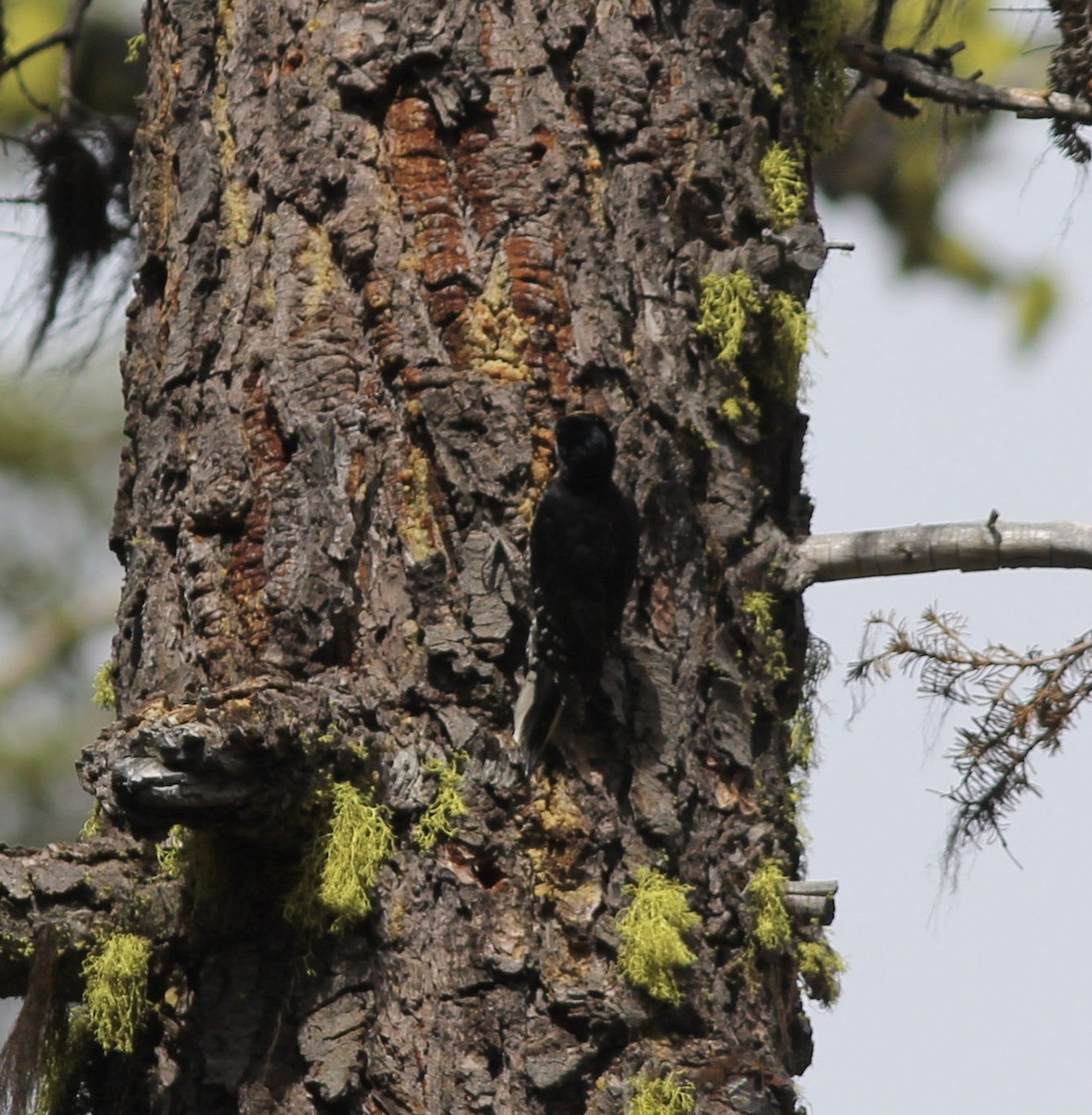 Black-backed Woodpecker - Richard and Margaret Alcorn