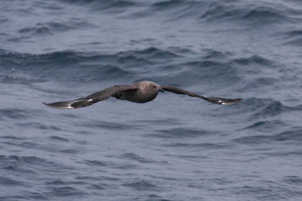 South Polar Skua - ML167232431