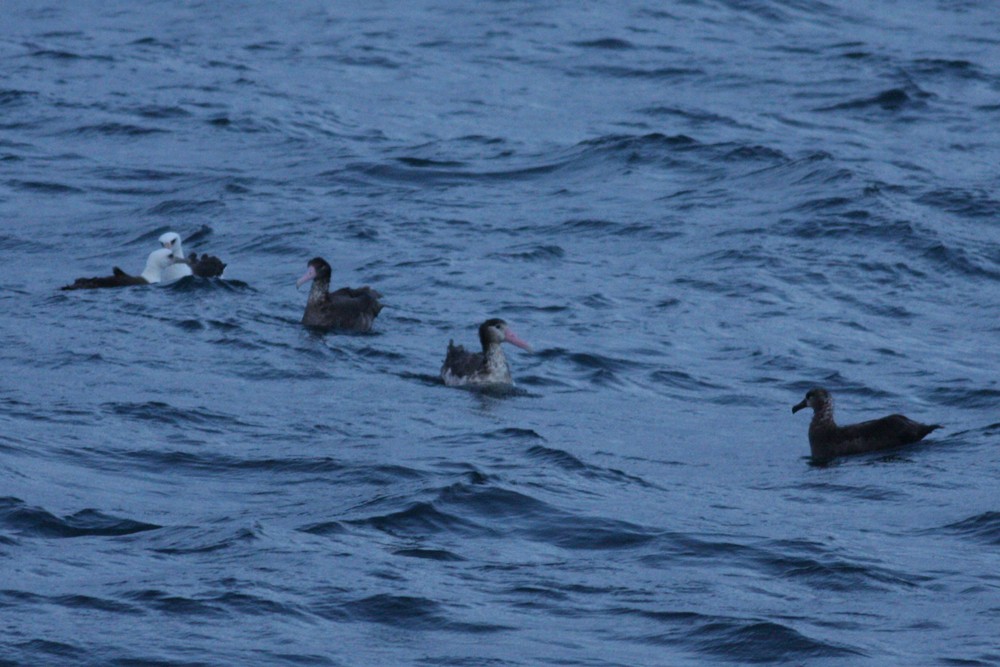 Short-tailed Albatross - ML167232721