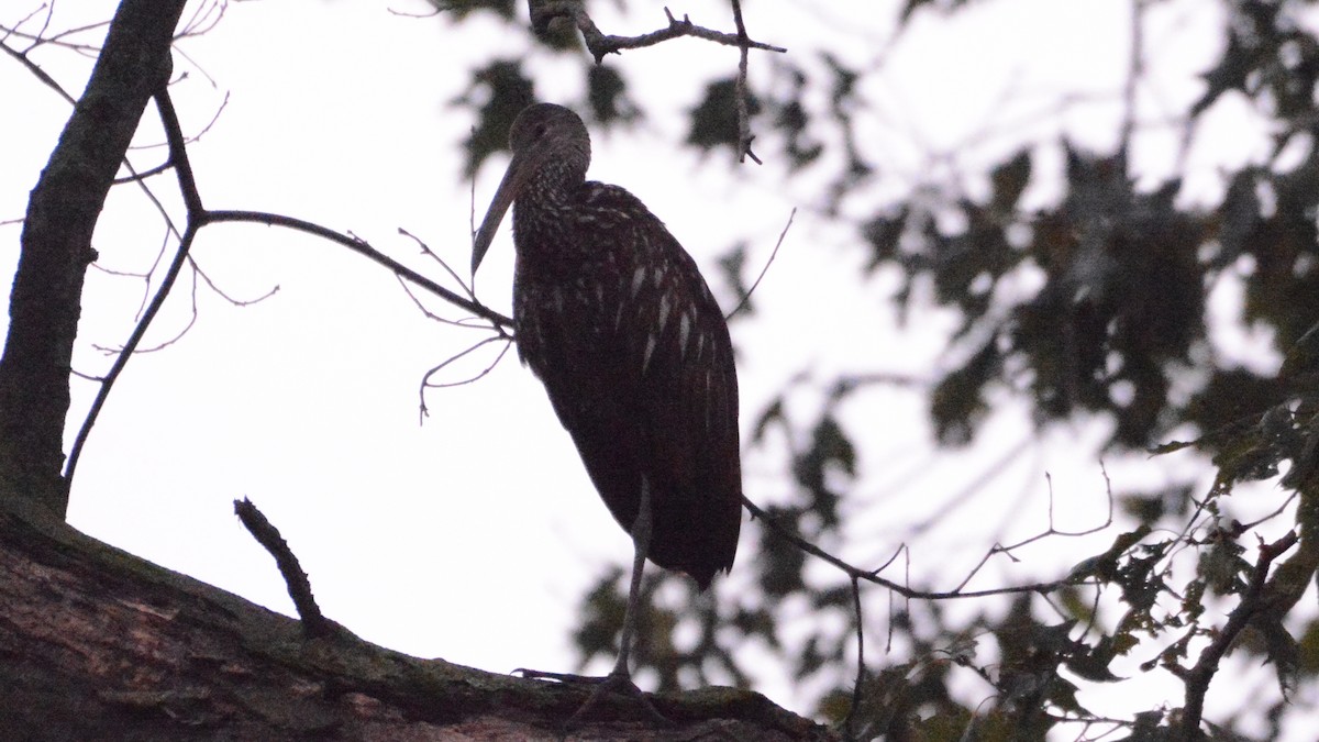 Limpkin - ML167232741